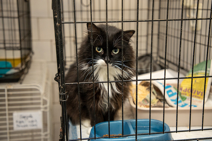 Вестники неудачи или пушистые милашки: тульские черные кошки ищут своих хозяев