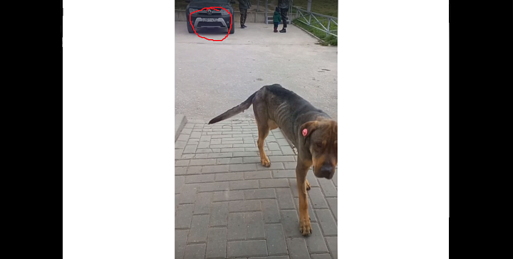 Фейк от «доброжелателей»: в «Континент+» опровергли информацию об издевательствах над собакой