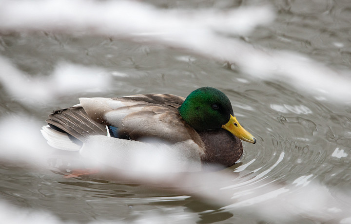 В Тульской области утверждены сроки весенней охоты - 2025