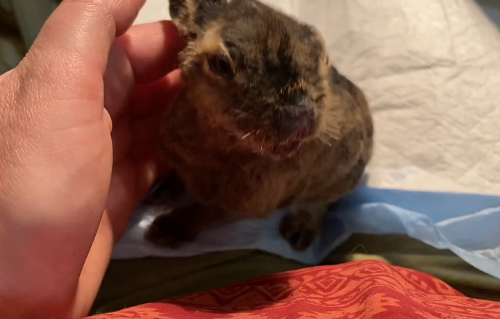 Туляки спасли обгоревшего в результате пала травы зайчонка