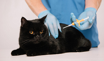 Туляки за год потратили более 439 млн рублей на ветеринарные услуги