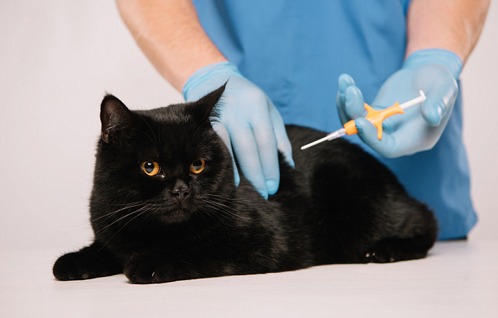 Туляки за год потратили более 439 млн рублей на ветеринарные услуги