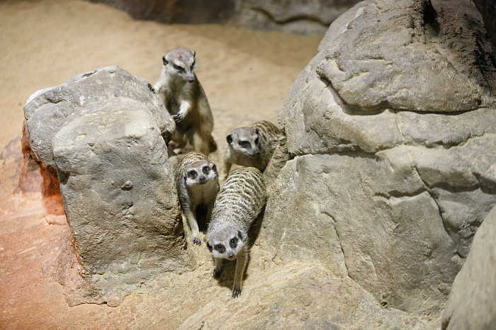 «Сурикаты агрессивно относятся к чужакам»: стоит ли заводить таких питомцев в доме