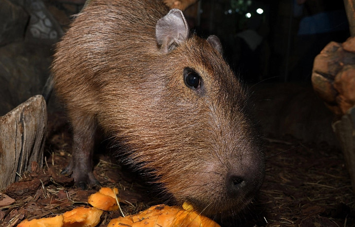 Тульский областной экзотариум примет в дар овощи, зелень и фрукты для питомцев