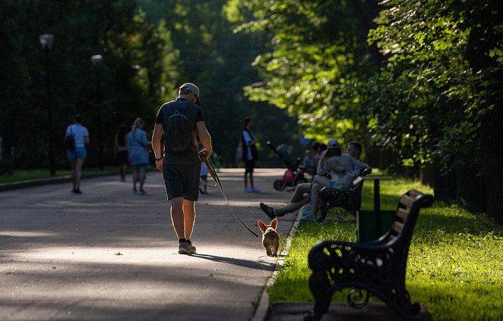 Хвост, лапы и паспорт – вот мои документы: что нужно сделать перед приобретением четвероногого друга, и можно ли брать животных с улицы в дом