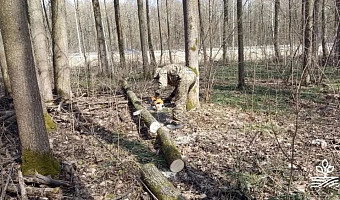 В Туле очистили лесополосу вдоль Московского шоссе