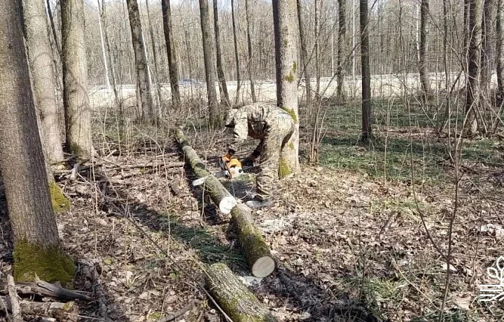 В Туле очистили лесополосу вдоль Московского шоссе