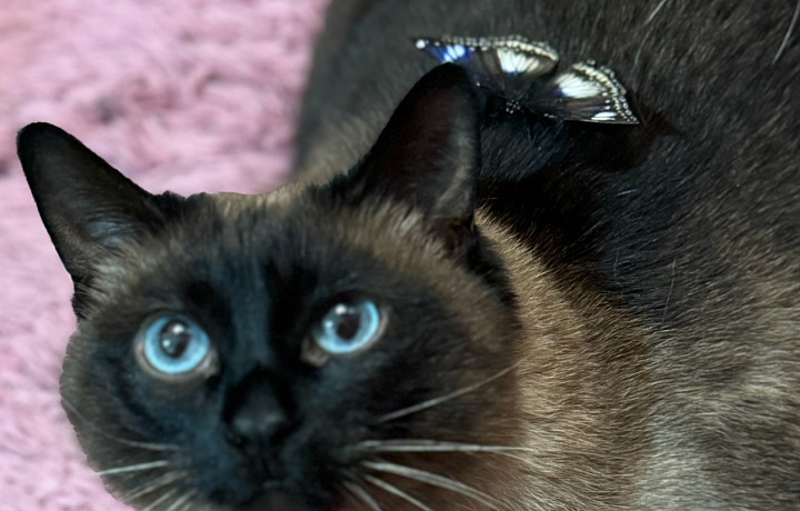 Ищите автора: юрист Сергей Сорокин рассказал, почему опасно использовать фото из Интернета без разрешения