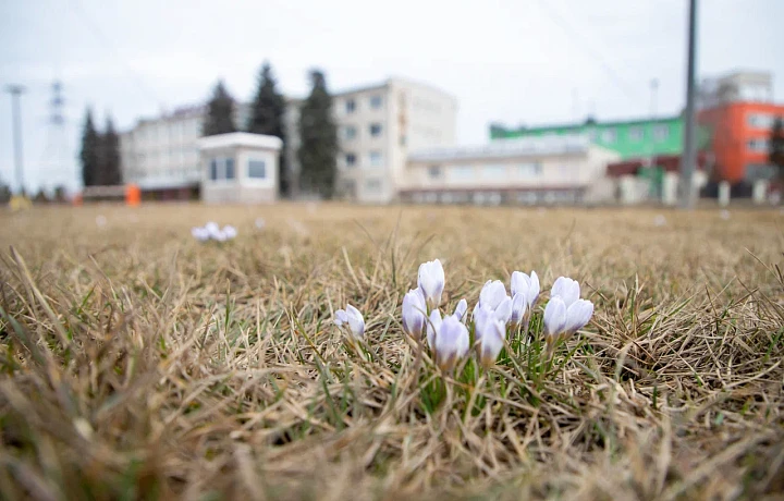 В Тульской области начался сезон клещей - зафиксированы первые укусы