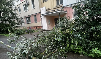 На улице Белкина в Туле из-за сильного ветра упало дерево