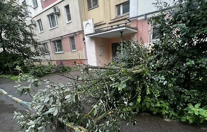 На улице Белкина в Туле из-за сильного ветра упало дерево