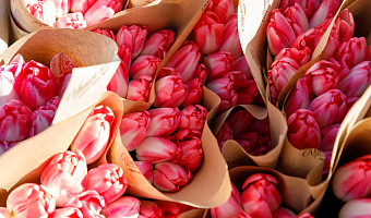 В центре Тулы пройдёт праздничная программа к 8 Марта