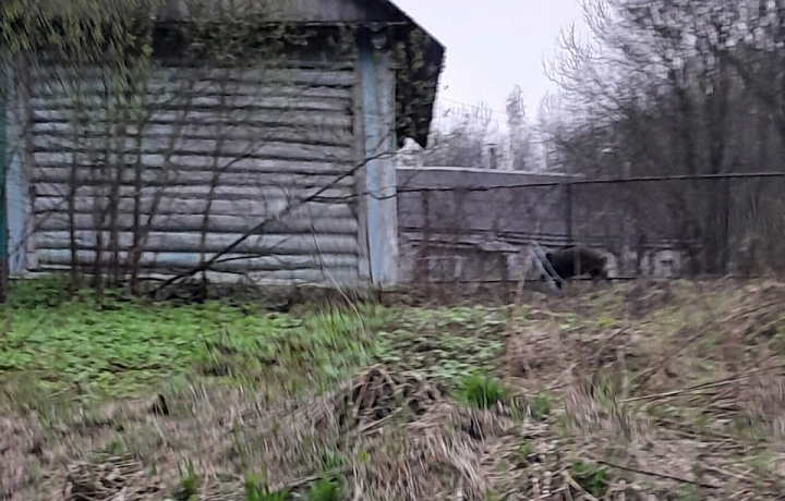 Село Горшково Ясногорского района атакуют кабаны