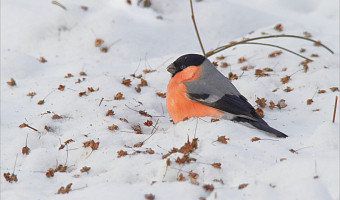 Снегири, свиристели, дрозды-рябинники: стало известно, каких птиц в этом году в Тульской области больше всего и как им помочь в морозы