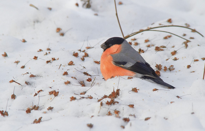 Снегири, свиристели, дрозды-рябинники: стало известно, каких птиц в этом году в Тульской области больше всего и как им помочь в морозы