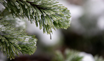 Нельзя растирать и греться у огня: фельдшер рассказала, что делать при обморожении