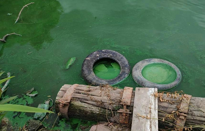 Минприроды и природоохранная прокуратура взяли на контроль ситуацию с загрязнением пруда в деревне Медвенка