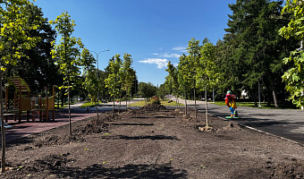 В Туле в 2026 году высадят более 500 тысяч цветов, деревьев и кустарников