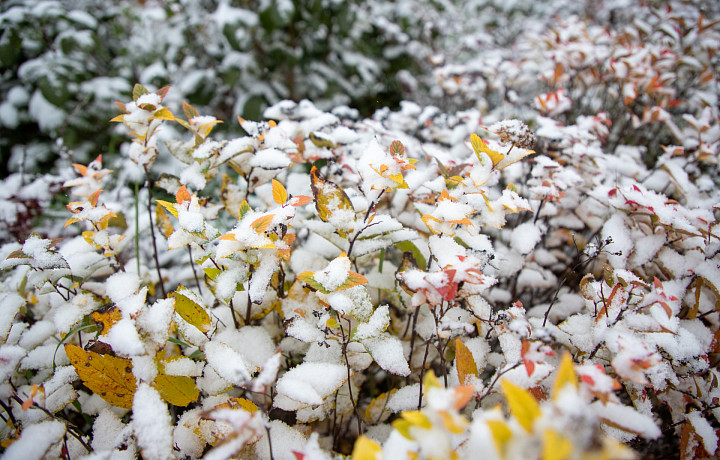 В Тульской области на этой неделе на смену дождям придет снег