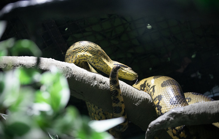 В России вырос спрос на покупку змей