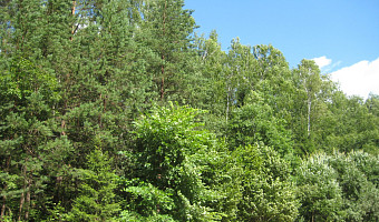 Заросший сельхозучасток в Тульской области признали лесом