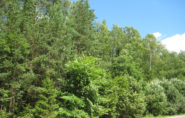 Заросший сельхозучасток в Тульской области признали лесом