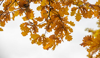 Синоптик рассказал, когда вернется «бабье лето»