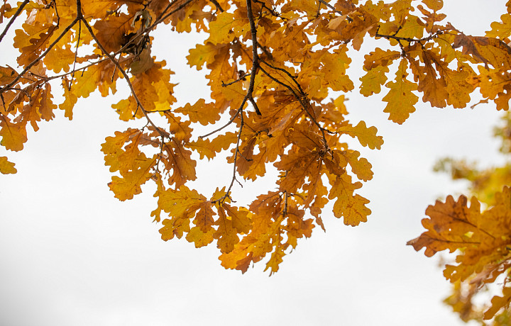 Синоптик рассказал, когда вернется «бабье лето»