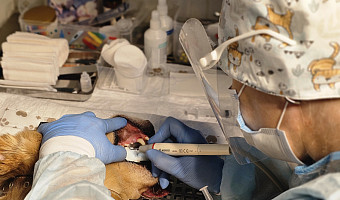 «Откройте пасть, скажите «рррр»: как понять, что у собаки или кошки проблемы с зубами – поговорили с ветеринаром-стоматологом