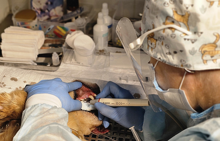 «Откройте пасть, скажите «рррр»: как понять, что у собаки или кошки проблемы с зубами – поговорили с ветеринаром-стоматологом