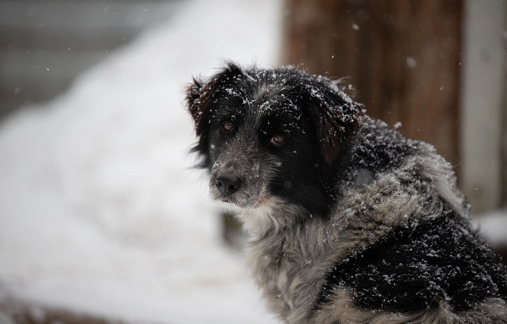 Кинолог рассказал, как собаки реагируют на музыку