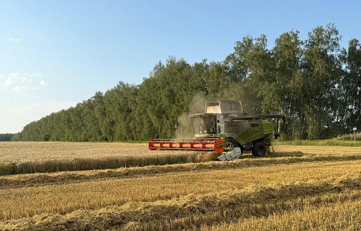 В Тульской области намолочены первые 100 тысяч тонн хлеба