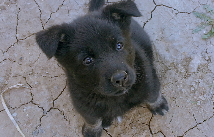 Эксперт рассказал о тонкостях догситтинга