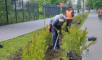 Вдоль велодорожки в Туле высадят более тысячи кустов кизильника