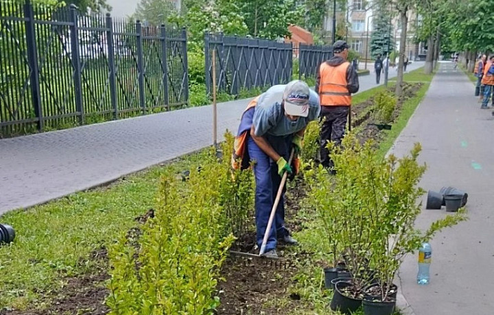 Вдоль велодорожки в Туле высадят более тысячи кустов кизильника