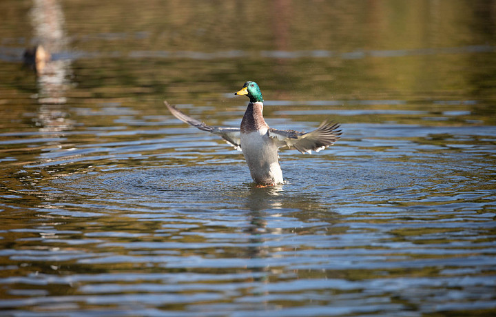 В северных районах Тульской области открыли сезон охоты на дичь