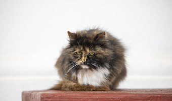 Ученые рассказали, как домашние кошки могут увеличить риск развития шизофрении