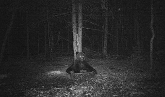 В Суворовском районе Тульской области заметили бурого медведя