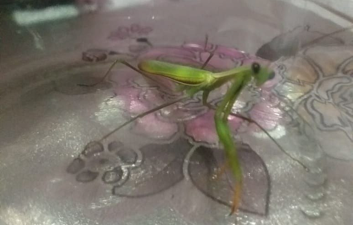 В Киреевском районе жители обнаружили богомола