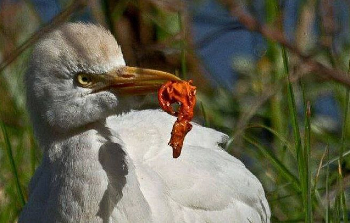 ﻿Тульские экологи призывают отказаться от массового запуска воздушных шаров в небо