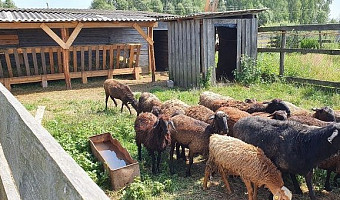 Хозяйку ЛПХ в Одоевском районе оштрафовали за нарушение ветправил