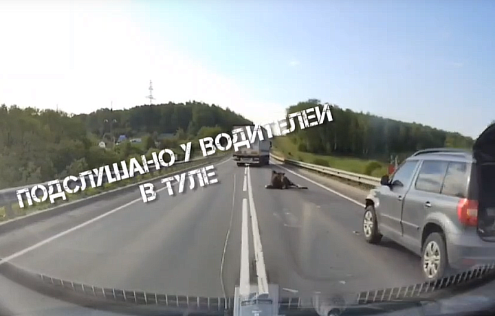 На Калужском шоссе Тулы утром 22 мая сбили лося