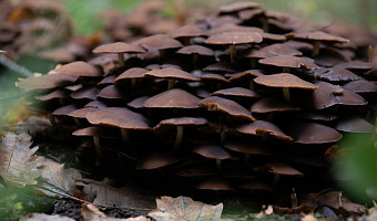 Роспотребнадзор предупредил туляков об опасности первых весенних грибов