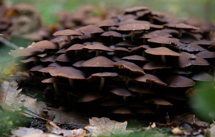 Роспотребнадзор предупредил туляков об опасности первых весенних грибов