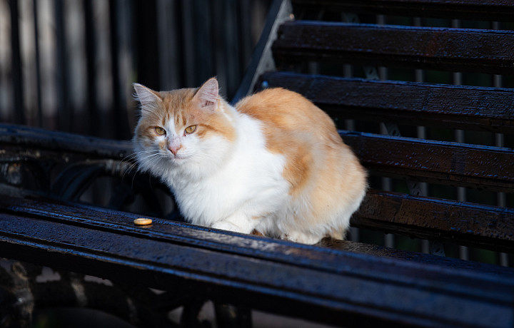 Чем привить животных – как тульские ветклиники справляются с дефицитом импортных вакцин