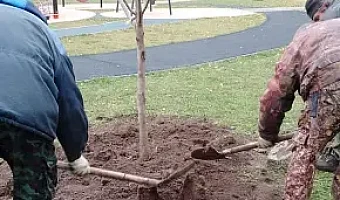 В Щекинском районе посадили деревья в рамках акции «Сохрани лес»