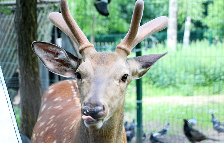 Тулякам предложили принести желуди для оленей в зоопарке ЦПКиО имени Белоусова