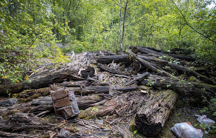 На обрезку деревьев вдоль трасс в Тульской области потратят 20 млн рублей