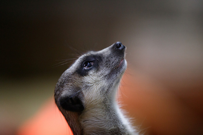 «Сурикаты агрессивно относятся к чужакам»: стоит ли заводить таких питомцев в доме