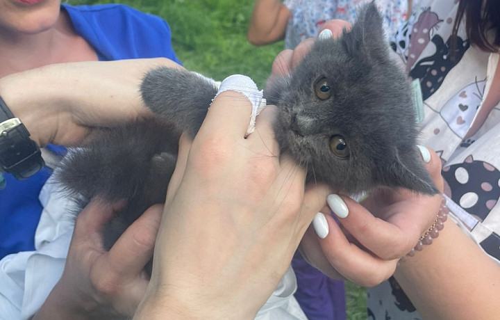 Медики из Тулы спасли котенка, застрявшего на высоком дереве